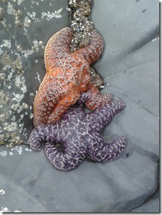 Homeschool, Lincoln City, Full Moon, Charlotte Mason, Outdoor Study, Glass Ball-5