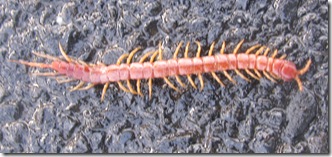 Homeschool Science, Third Grade, Millepede, Beach, Lincoln City