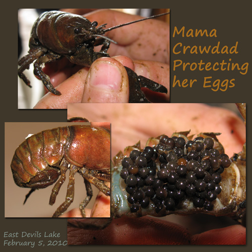 crawdad eggs Crawdad Eggs