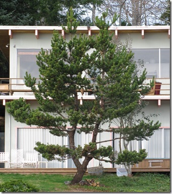 Outdoor Nature Study Pine Tree Bole Stem