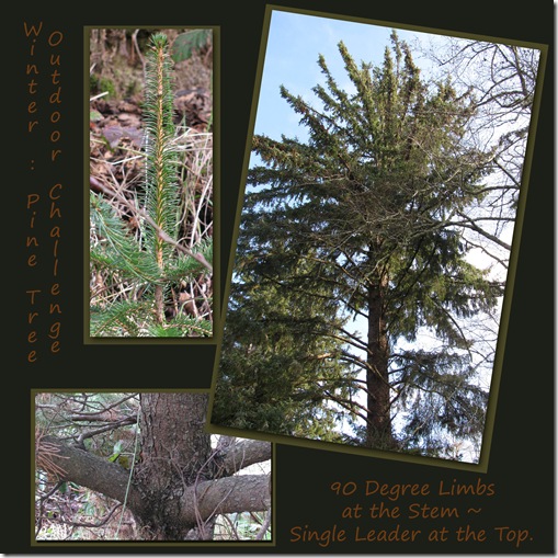 Outdoor Challenge Pine Winter 90 Degree Limbs Homeschool