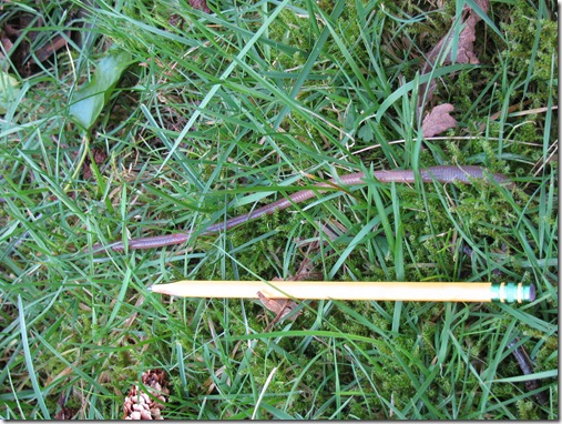 Outdoor Challenge Pine Winter worm visitor Homeschool-1