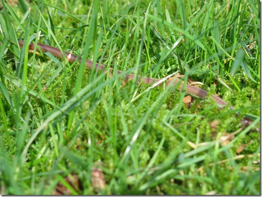 Outdoor Challenge Pine Winter worm visitor Homeschool