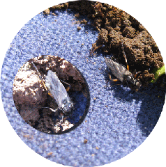 Homeschool,-Handbook-of-Nat