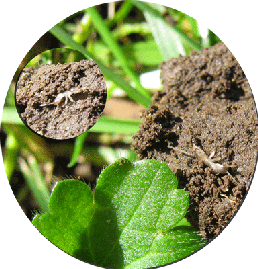 homeschool,-Nature,-Square,