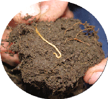 Homeschool-Nature-Study,-Sq