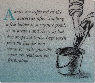 Homeschool, Virtual, Field Trip, Fish Hatchery, Oregon