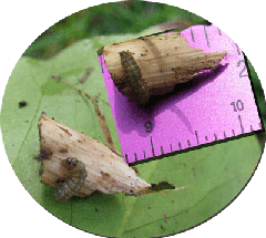 Square-Winter-Study-Worm