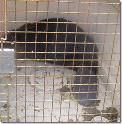 Transplanted Beaver Foun on Beach, Homeschool, Lincoln City