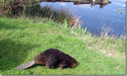 Homeschool, Mammal Study Beaver, Lincoln City