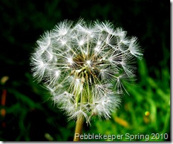 Dandelion Seed Nature Study 2010