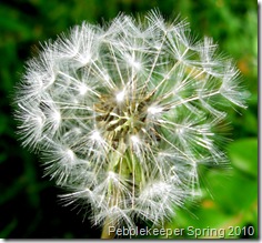 Dandelion Picture Nature Study