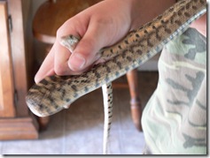 Gopher Snake - Nature Study, Oregon