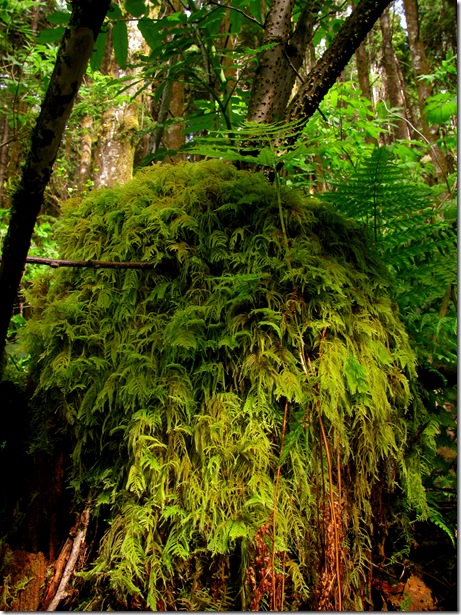Oregon ferns and an Example of an Oregon Coast Quest Letterboxing 