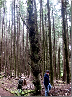 Red Alder New Growth in the forest