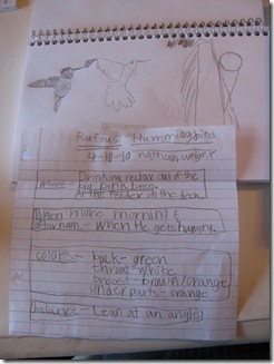 Notebook Hummingbird Rufous