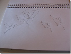 Blind Contour Sketch Nature Drawing