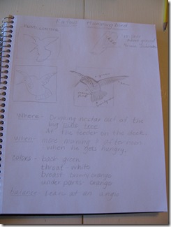 Notebook Hummingbird