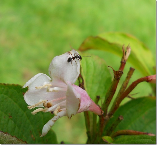 Tiny Black Ant on a Flower