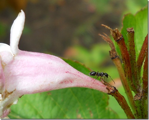 Tiny Black Ant Shiney on a flower
