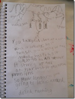 Nature Study Ants Sketch