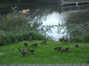 Canadian Geese Sunrise Breakfast Lincoln County Oregon Homeschool