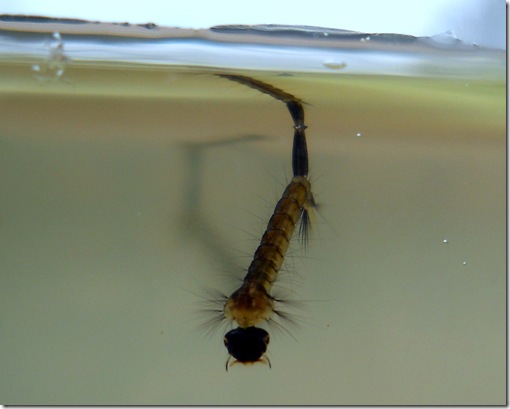 Larva Mosquito