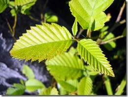 Tree Study, Nature, Elm, Smell, Perfume