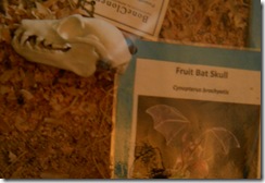 Swamp Land Bat Skull