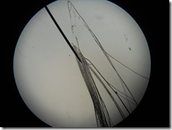 Microscope view of a pistillate cattail