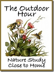 Outdoor Hour Challenge