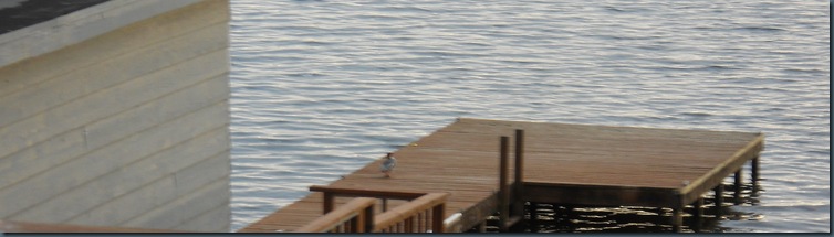 Merganser Devils Lake