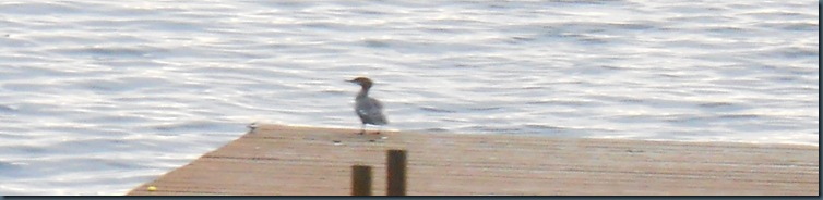 Merganser Devils Lake