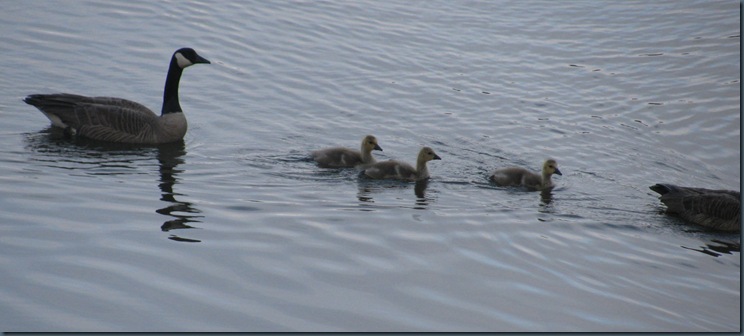 Geese, Goslings, May 2010