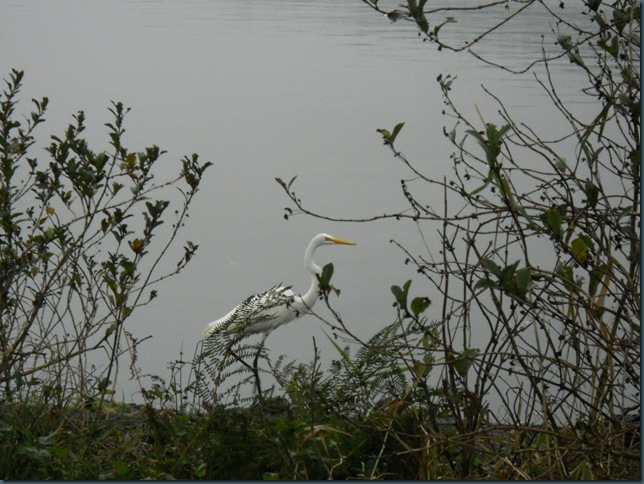 Homeschool, Lincoln City, Devils Lake, Egret