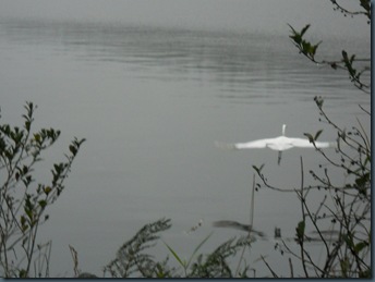 Homeschool, Lincoln City, Devils Lake, Egret