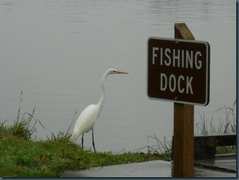 Homeschool, Lincoln City, Devils Lake, Egret