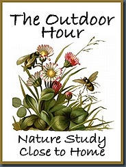 Outdoor Hour Challenge