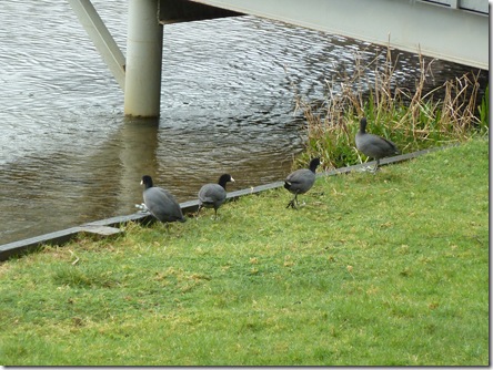 My "Chickens" - Coots.