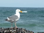 Gull, Western - No color on neck or head?
