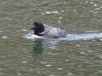 Loon, Common - Great to see the green with irredescence from the Sun