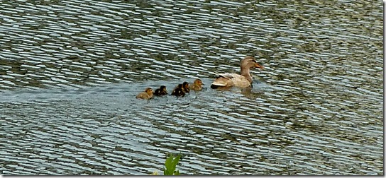 Baby-Ducks-May-13,-2011-1