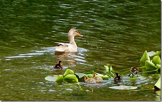 Baby-Ducks-May-13,-2011-4