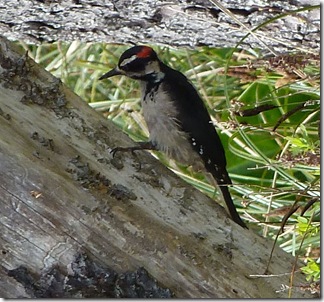 Woodpecker, Downy