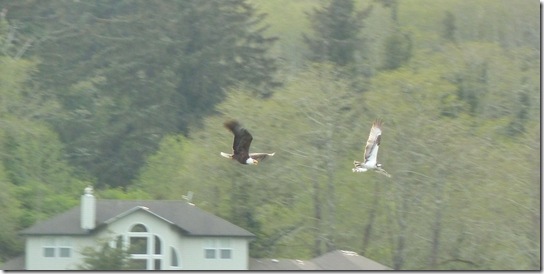 Eagle Chasing an Osprey - Osprey is holding a trout.