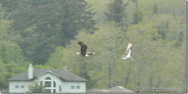 Eagle Chasing an Osprey - Osprey is holding a trout.