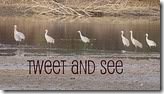 tweetandsee