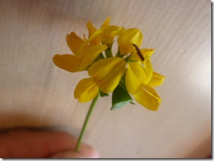 Lotus Corniculatus Bird's Foot Trefoil, Fabacea Side