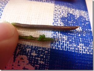 Lotus Corniculatus Bird's Foot Trefoil, Fabacea Pod Seed