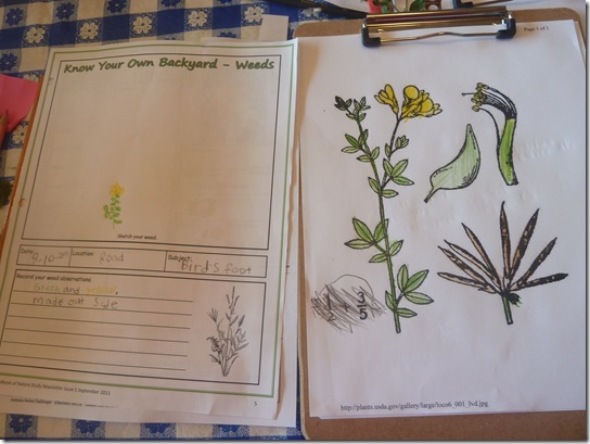 Lotus Corniculatus Bird's Foot Trefoil, Fabacea Notebook Page